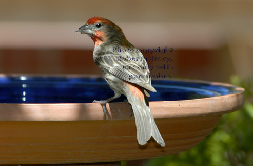 male house finch on birdbath