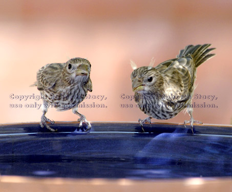 young house finches on birdbath