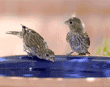 baby house finch drinking from birdbath