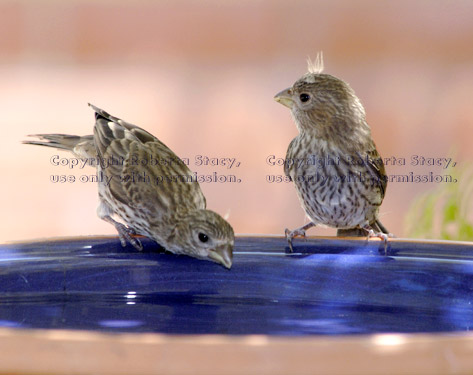 baby house finch drinking from birdbath