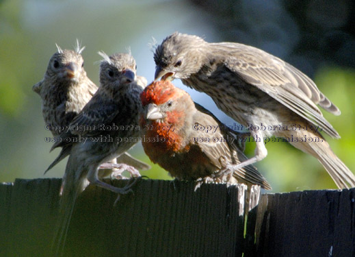 three young house finches trying to get their father to feed them