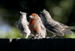 two young house finches asking to be fed