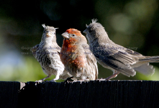 two young house finches asking to be fed