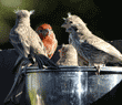 four young house finches with their father