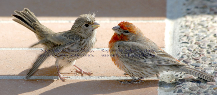 baby house finch fluttering its wings, asking its father to feed it