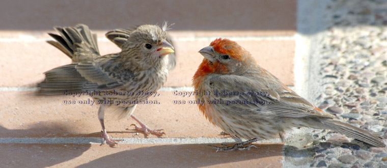 house finch baby fluttering its wings, asking to be fed