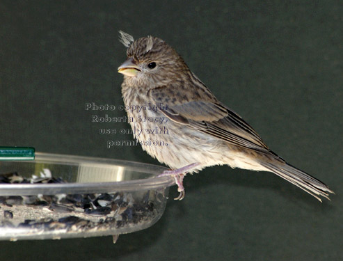 house finch baby at bird feeder