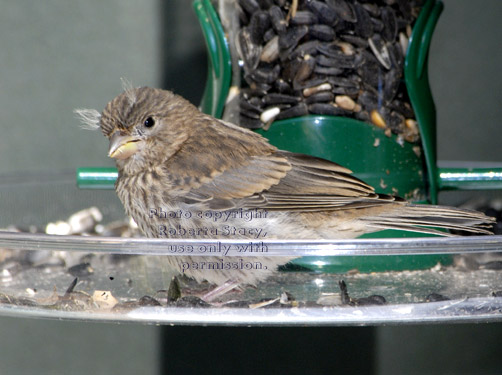 baby house finch at bird feeder