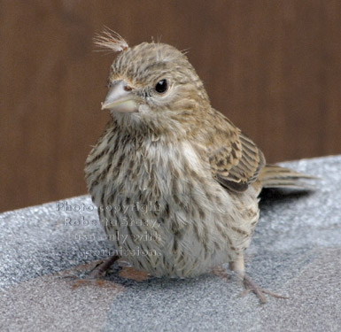 house finch fledgling in birdbath