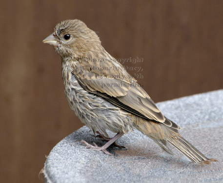 fledged house finch in birdbath