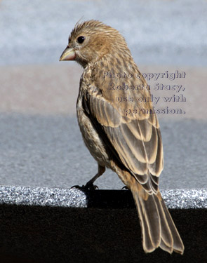 young house finch at birdbath