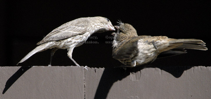 house finch mother feeding her fledgeling