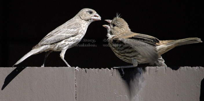 mother house finch about to feed her baby