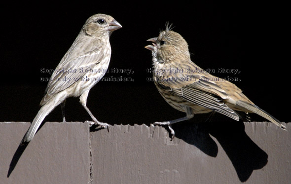 young house finch asking its mother for food