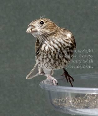 young house finch at feeder