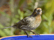 male house finch at birdbath