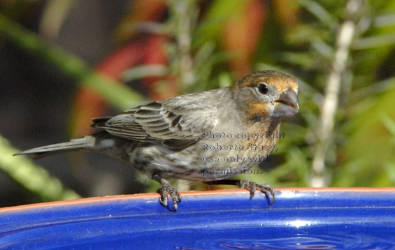 male house finch after drinking from birdbath