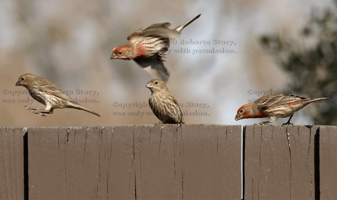 house finches cavorting on fence