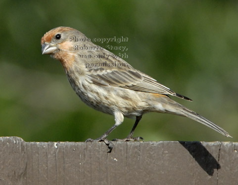 male house finch on fence