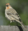 male house finch standing on fence