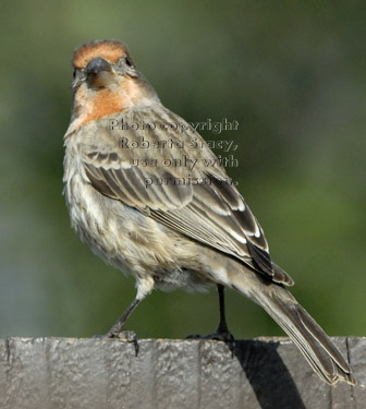 male house finch standing on fence