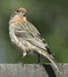 house finch standing on fence