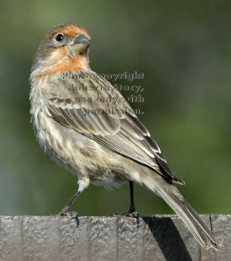 house finch standing on fence