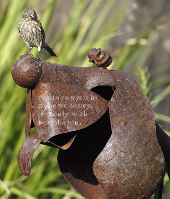 female house finch on nose of metal dog