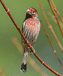 male house finch on tree branch