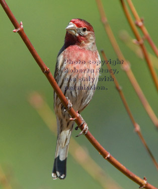 male house finch on tree branch