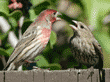 a pair of house finches, male and female 