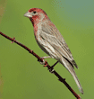 male house finches perched on tree branch