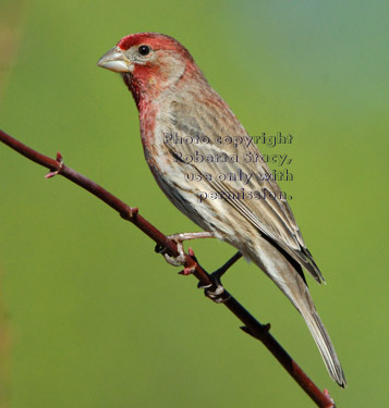 male house finches perched on tree branch