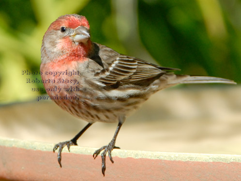 male house finch standing on birdbath