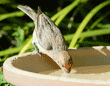 male house finch drinking from birdbath