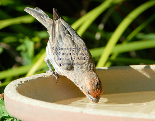 male house finch drinking from birdbath