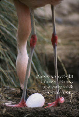 Chilean flamingo with egg