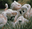 Chilean flamingos