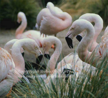 Chilean flamingos