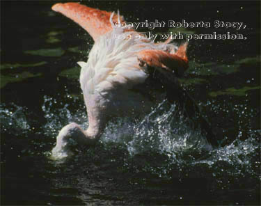 Chilean flamingo in water