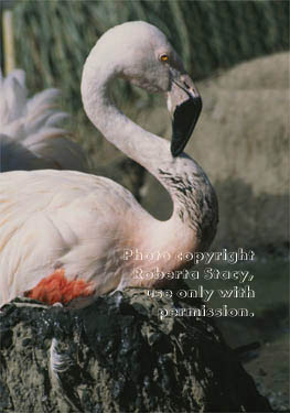 Chilean flamingo on nest