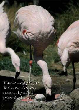 Chilean flamingos with egg