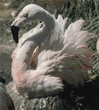 Chilean flamingo on nest
