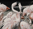 Chilean flamingos