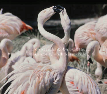 Chilean flamingos