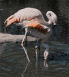 Chilean flamingos