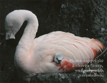 flamingo & 4-day-old chick