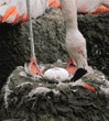 Chilean flamingo with egg