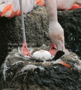 Chilean flamingo with egg