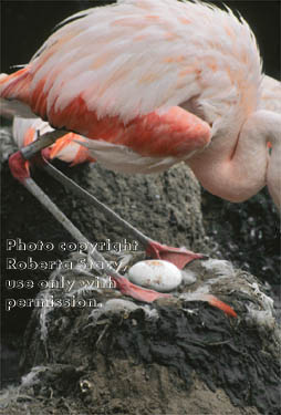 Chilean flamingo with egg